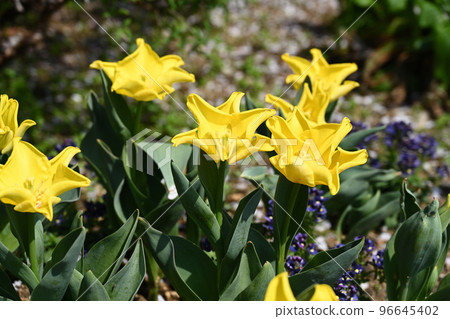 鬱金香的風景，鮮花盛開，時令鮮花 96645402