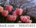 Scenery with tulips, flowers in full bloom, seasonal flowers 96645403