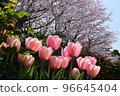 Scenery with tulips, flowers in full bloom, seasonal flowers 96645404