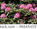 Rhododendron rhododendron gardening 96645459