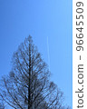 Metasequoia giant tree Akebonosugi contrail 96645509