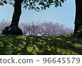 Spring is dawn, sunshine filtering through the trees, row of cherry blossom trees 96645579