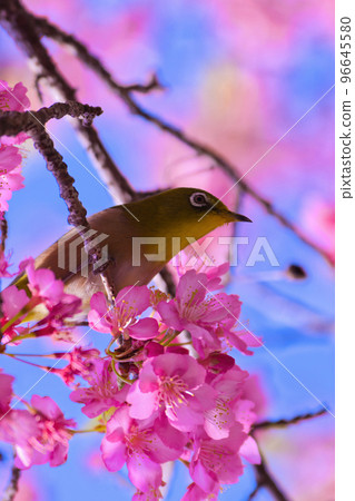 [京都府] 3月：淀的河津櫻花和白眼 96645580