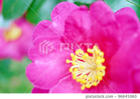 茶梅 茶梅 96645860