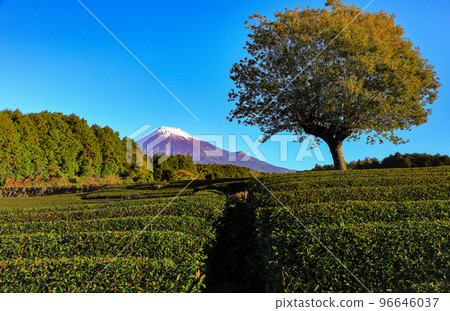 Mt. Fuji seen through a single oak tree in a tea plantation Obuchi Sasaba, Fuji City, Shizuoka Prefecture 96646037