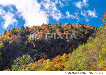 《Fukushima Prefecture》Autumn Leaves in Tsubakuro Valley/Bandai Azuma Skyline 96646477