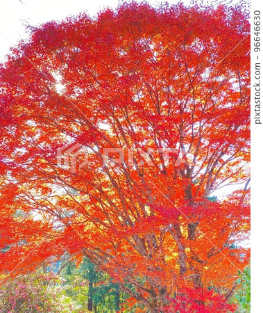 Bright red autumn leaves Bright red autumn leaves 96646630