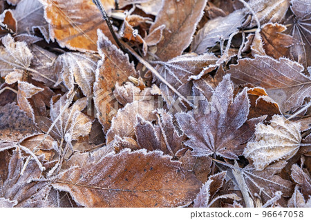 五顏六色的野花和落葉上的霜(恩原湖地區) 五顏六色的野花和落葉上的霜(恩原湖地區) 96647058