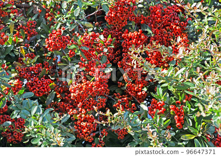 Pyracantha fruit 96647371