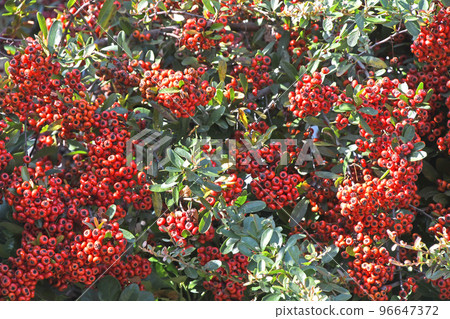 Pyracantha fruit Pyracantha fruit 96647372