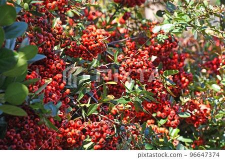 火棘果 96647374