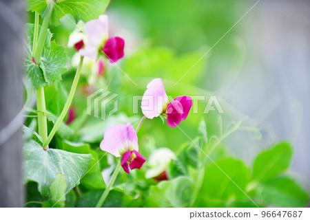 Farm of peas 96647687