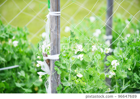 Farm of peas Farm of peas 96647689