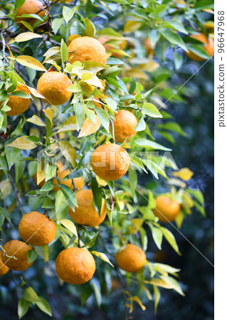 成熟的柚子（柚子） 96647968