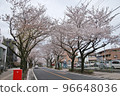 櫻花沿著這條路 96648036