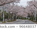櫻花沿著這條路 96648037