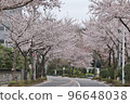 櫻花沿著這條路 96648038