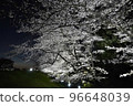 岸邊夜櫻 96648039