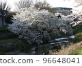 河邊櫻花盛開 96648041