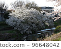 河邊櫻花盛開 96648042