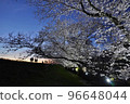 岸邊夜櫻 96648044