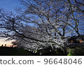 岸邊夜櫻 96648046