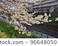 河流和櫻花 96648050