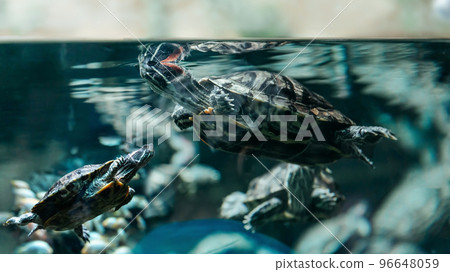 close up. red-eared turtle in the aquarium. close up. red-eared turtle in the aquarium. 96648059