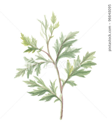 艾蒿 艾蒿 96648095