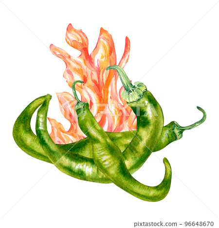 Green chili hot peppers on fire watercolor illustration isolated on white background. Green chili hot peppers on fire watercolor illustration isolated on white background. 96648670
