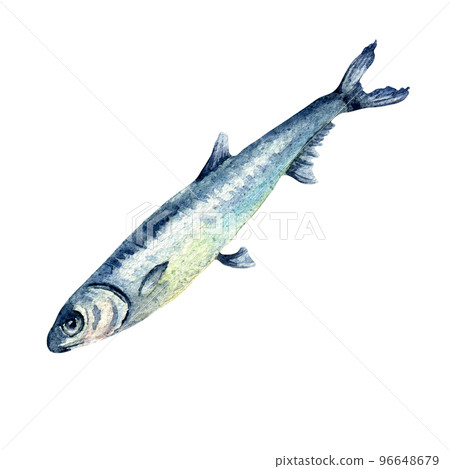 Single anchovy watercolor illustration isolated on white background. 96648679