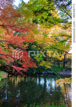 Autumn leaves Autumn leaves 96648771