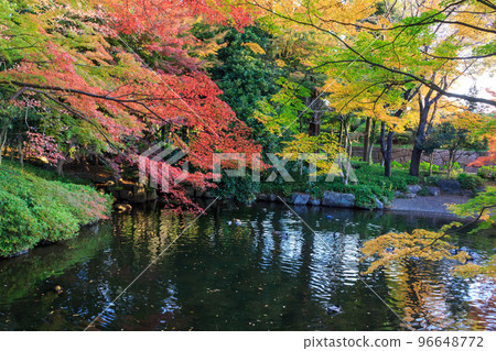 Autumn leaves Autumn leaves 96648772