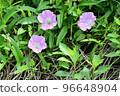 Bindweed Hiru no Kao Manyoshu Native to Japan 96648904