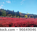 A bright red carpet under the autumn leaves 96649046