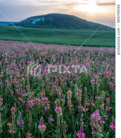 Field of Pink flowers Sainfoin, Onobrychis viciifolia. Wildflowers background. Farming concept. Blossoming Sainfoin or Holy-clover wildflowers. Field of Pink flowers Sainfoin, Onobrychis viciifolia. Wildflowers background. Farming concept. Blossoming Sainfoin or Holy-clover wildflowers. 96649098
