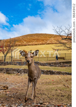 奈良縣鹿 奈良縣鹿 96649412
