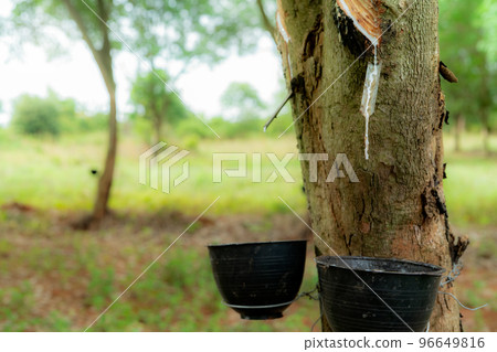 Rubber tapping in rubber tree garden. Natural latex extracted from para rubber plant. Rubber tree plantation. The milky liquid or latex oozes from wound of tree bark. Latex collect in small bucket. Rubber tapping in rubber tree garden. Natural latex extracted from para rubber plant. Rubber tree plantation. The milky liquid or latex oozes from wound of tree bark. Latex collect in small bucket. 96649816