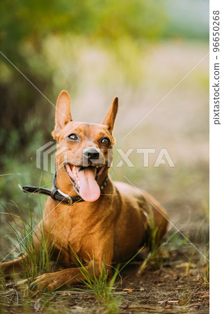 Brown Min Pin, miniature, pincher, Pinscher, Zwergpinscher Lying In Green Grass In Sunny Summer Evening. Close Up Portrait 96650268