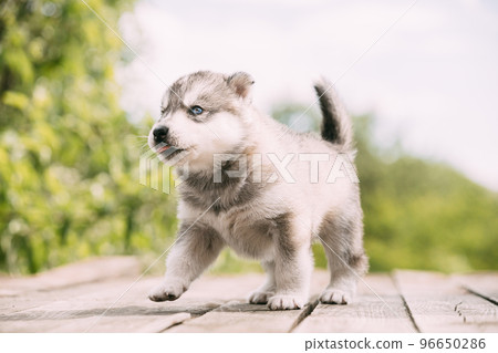 Four-week-old Husky Puppy Of White-gray Color Sitting On Wooden Ground And Licks Its Lips Four-week-old Husky Puppy Of White-gray Color Sitting On Wooden Ground And Licks Its Lips 96650286