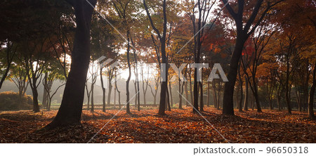 彷彿懷念雨水落葉的美麗，深秋五彩繽紛的靜村景色 96650318