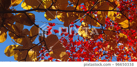 彷彿懷念雨水落葉的美麗，深秋五彩繽紛的靜村景色 96650338