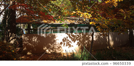 彷彿懷念雨水落葉的美麗，深秋五彩繽紛的靜村景色 96650339