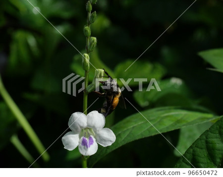 Giant honey bee seeking nectar on white Chinese violet or coromandel or creeping foxglove ( Asystasia gangetica ) blossom in forest with natural green background, Pollen dust on the insect's head 96650472