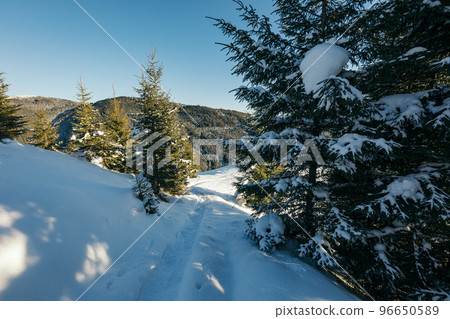 A close up of a snow covered forest A close up of a snow covered forest 96650589