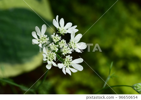 Orlea flowers starting to open Orlea flowers starting to open 96650654