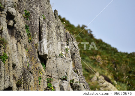 Cliffs of columnar joints and hyacinth flowers Cliffs of columnar joints and hyacinth flowers 96650676