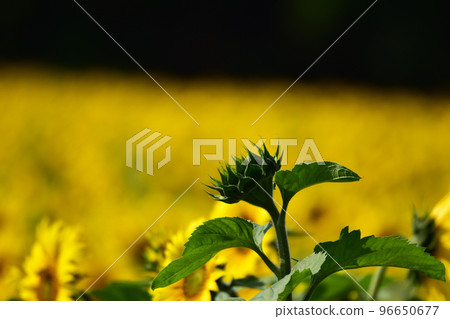 Hard bud of sunflower Hard bud of sunflower 96650677