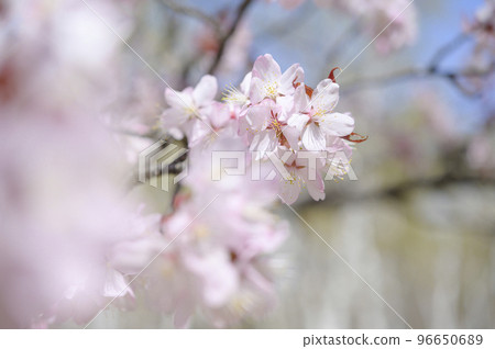 Close-up shot of cherry blossoms in full bloom Close-up shot of cherry blossoms in full bloom 96650689