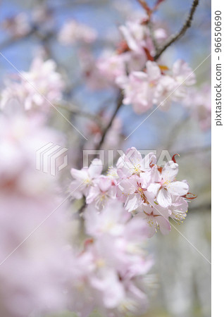 Close-up shot of cherry blossoms in full bloom Close-up shot of cherry blossoms in full bloom 96650690